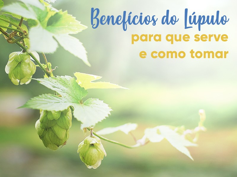 Benefcios do Lpulo: para que serve e como tomar